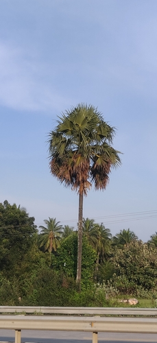 Borassus flabellifer