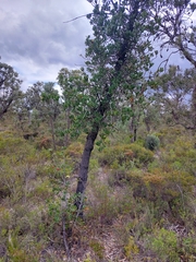 Banksia ilicifolia