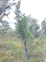 Banksia ilicifolia