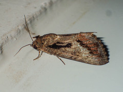 Odontodes