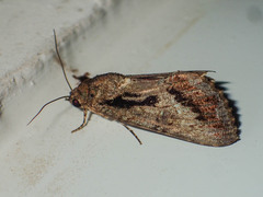 Odontodes
