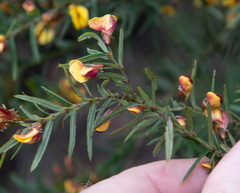 Bossiaea rosmarinifolia