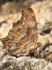 Polygonia egea