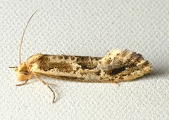 Moerarchis inconcisella