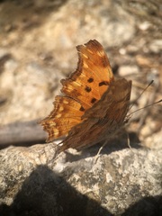 Polygonia egea