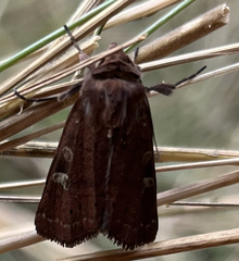 Xestia xanthographa