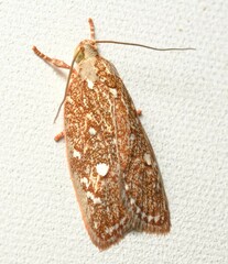 Syringoseca rhodoxantha