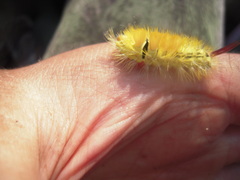 Calliteara pudibunda