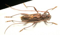 Aesiotyche favosa
