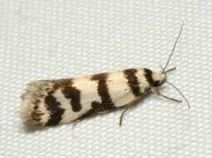 Philobota impletella