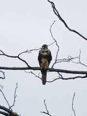 Falco femoralis