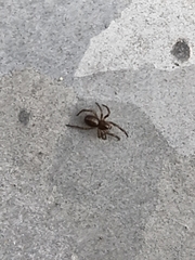 Steatoda nobilis