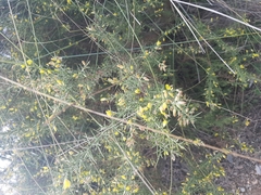 Ulex parviflorus