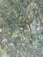 Heterophasia capistrata