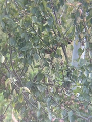 Heterophasia capistrata