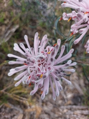 Petrophile linearis