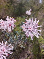 Petrophile linearis