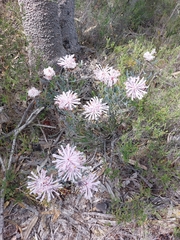 Petrophile linearis