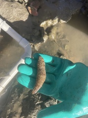 Holothuria scabra