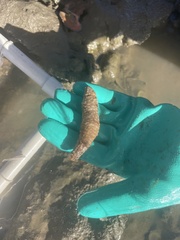 Holothuria scabra