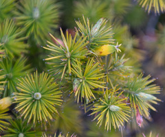 Stenanthera pinifolia
