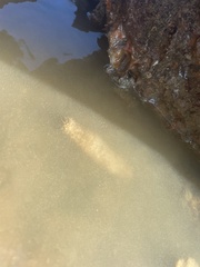 Holothuria scabra