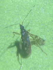 Ozophora picturata