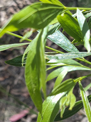 Acacia verniciflua