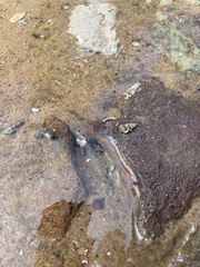 Cerithioidea