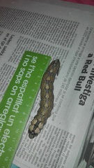 Acherontia