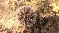 Tripneustes ventricosus