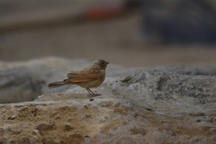 Emberiza sahari