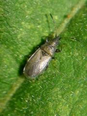 Oxycarenus