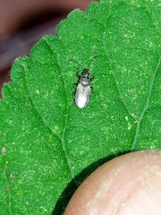 Oxycarenus