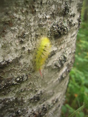 Calliteara pudibunda