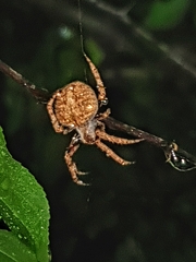 Pararaneus