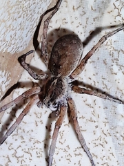 Pavocosa