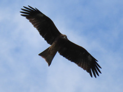 Milvus migrans lineatus