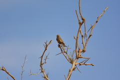 Emberiza sahari