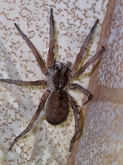 Pavocosa