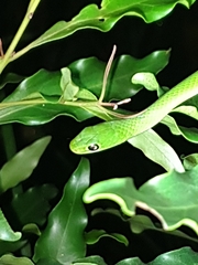 Philothamnus natalensis