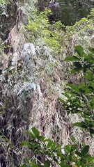 Arundo formosana