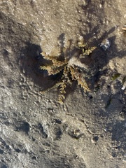 Acanthophora spicifera
