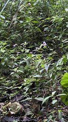 Strobilanthes formosana