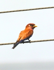 Eurystomus glaucurus