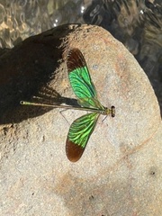 Neurobasis chinensis