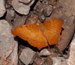 Neurobasis chinensis