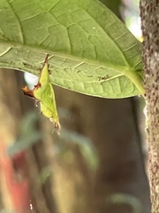 Neurobasis chinensis