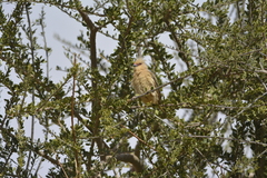 Urocolius macrourus
