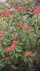 Euphorbia pulcherrima